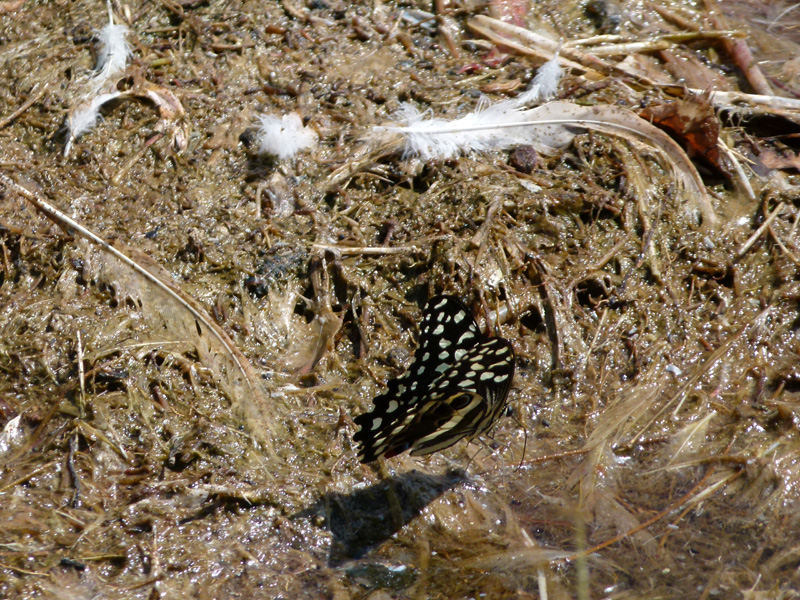 P1010678