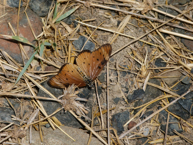 P1010720