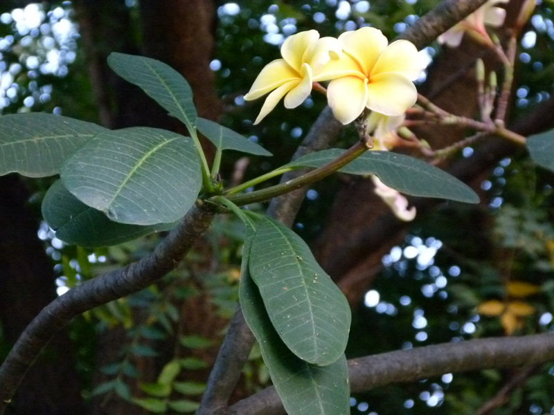 P1020029