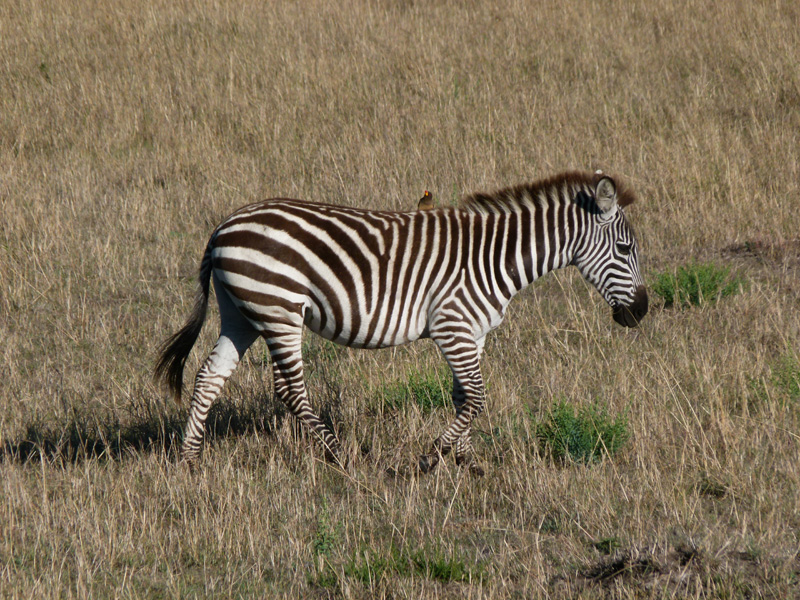 P1020819