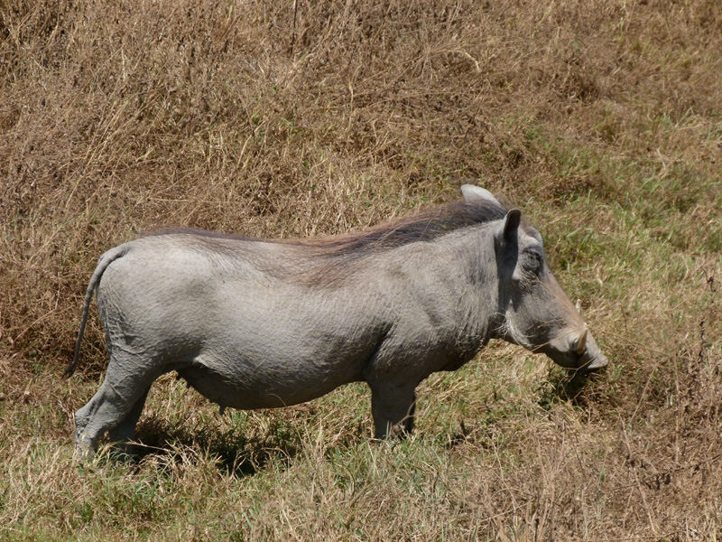P1040245