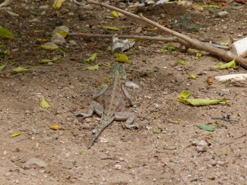 P1050443